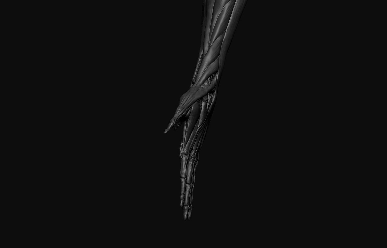 Arms Anatomy 3D model_4