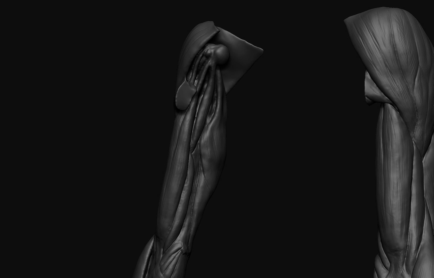 Arms Anatomy 3D model_8