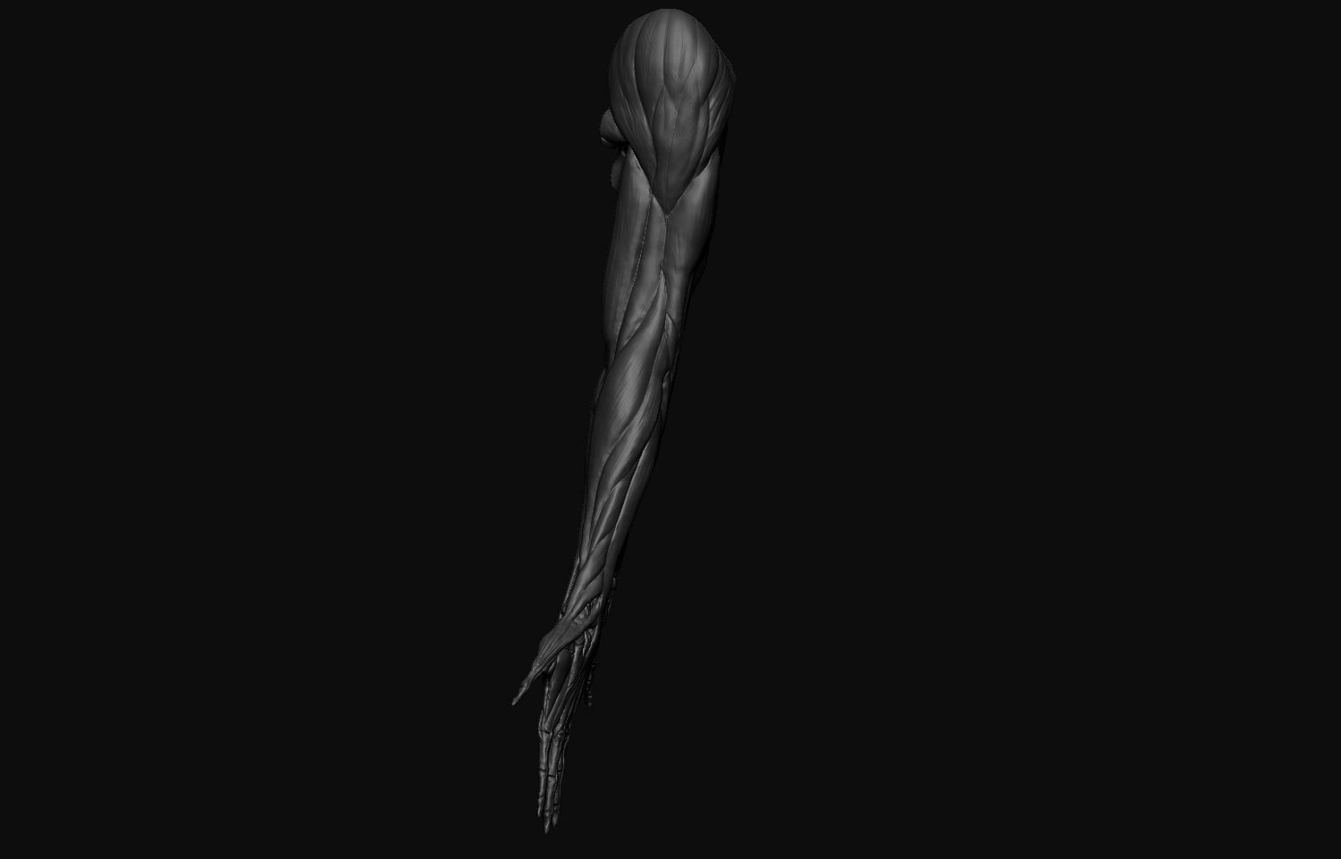 Arms Anatomy 3D model_1