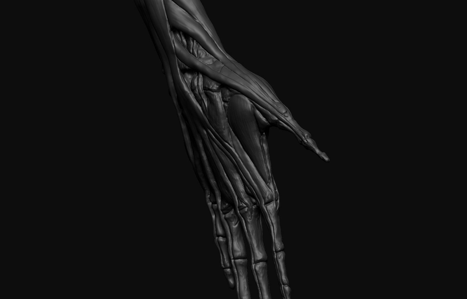 Arms Anatomy 3D model_13