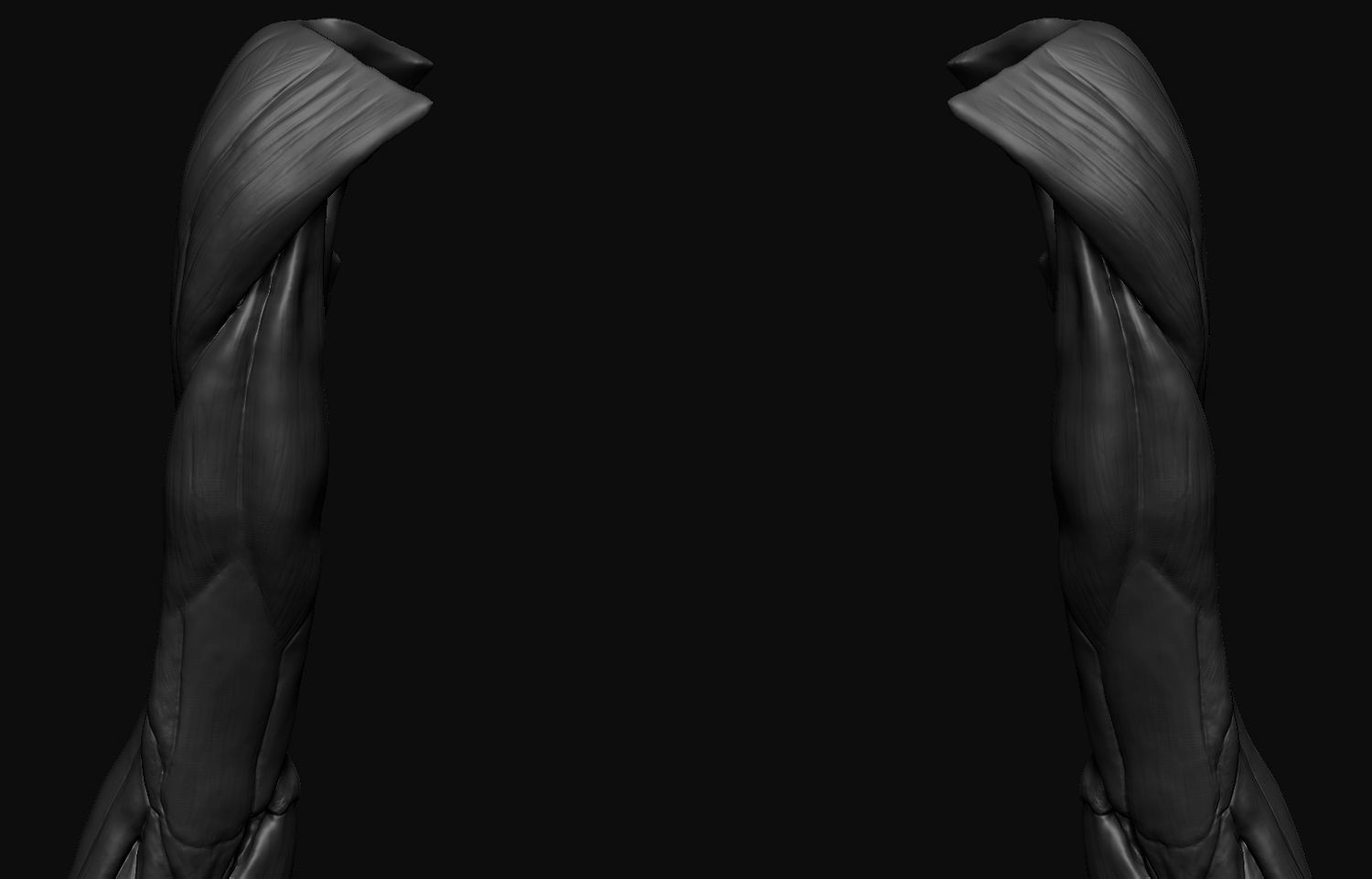 Arms Anatomy 3D model_11