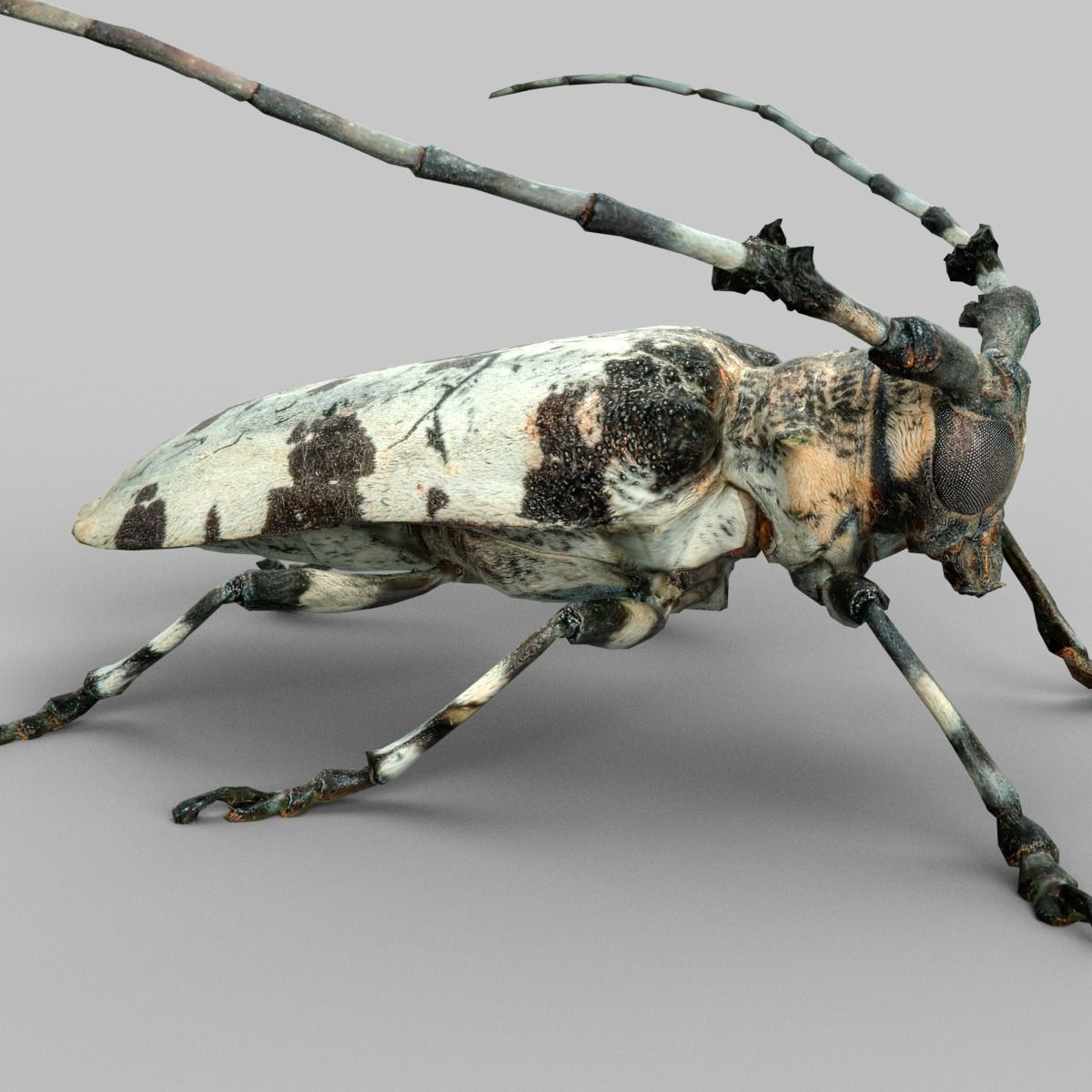Insect Collection Vol 1 Low-poly 3D model_1