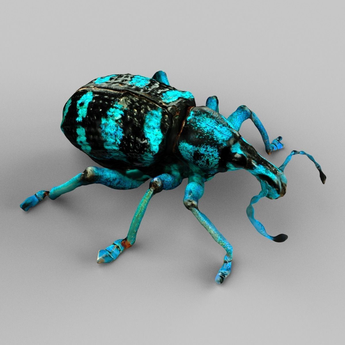 Insect Collection Vol 1 Low-poly 3D model_9
