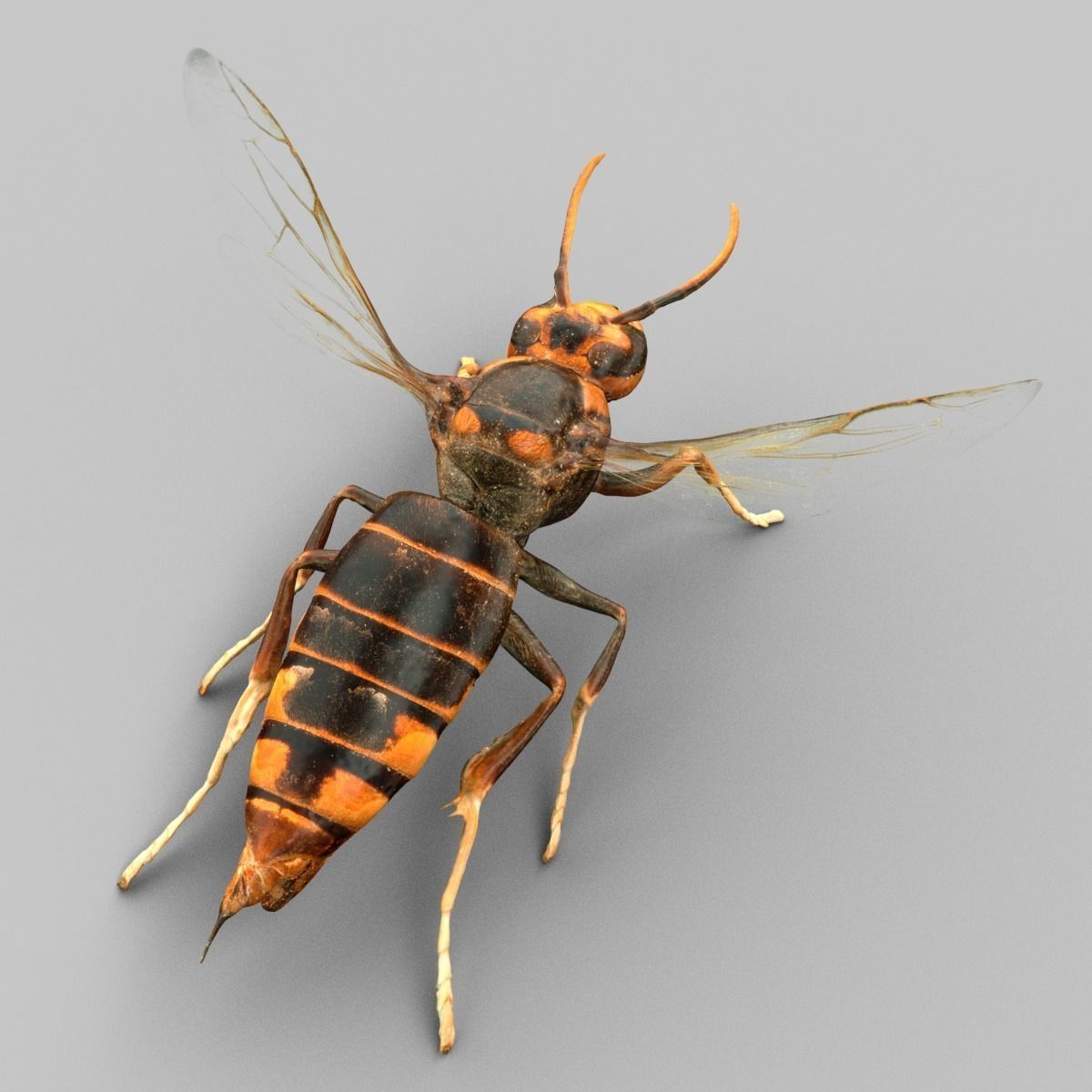 Insect Collection Vol 1 Low-poly 3D model_11