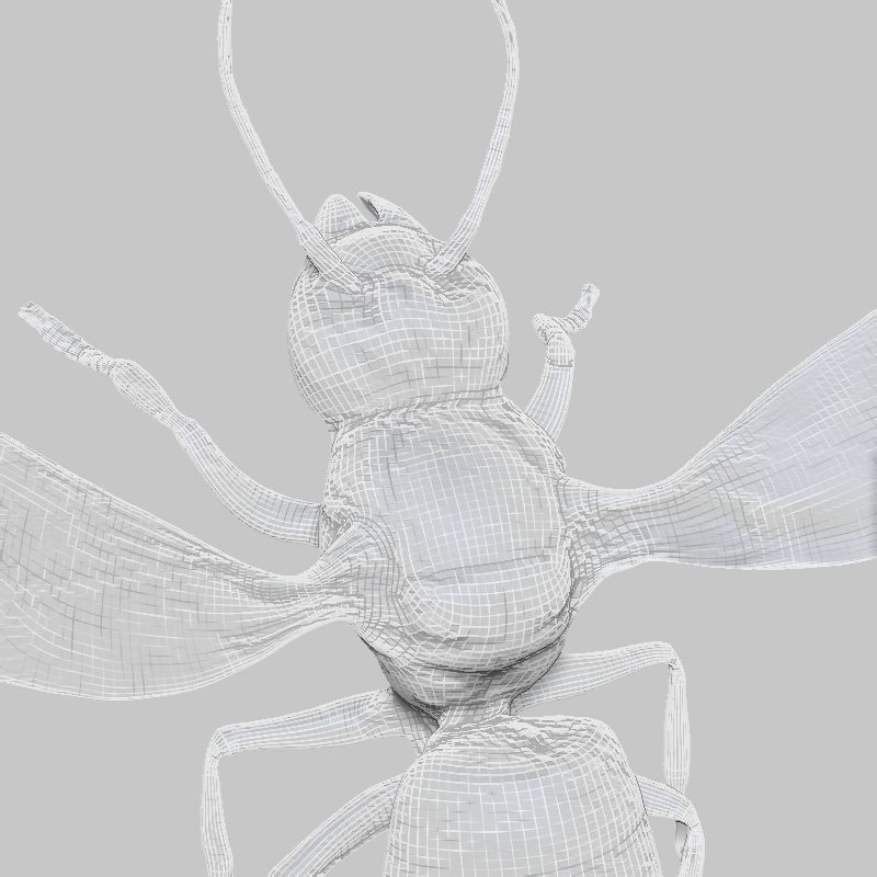 Insect Collection Vol 1 Low-poly 3D model_12
