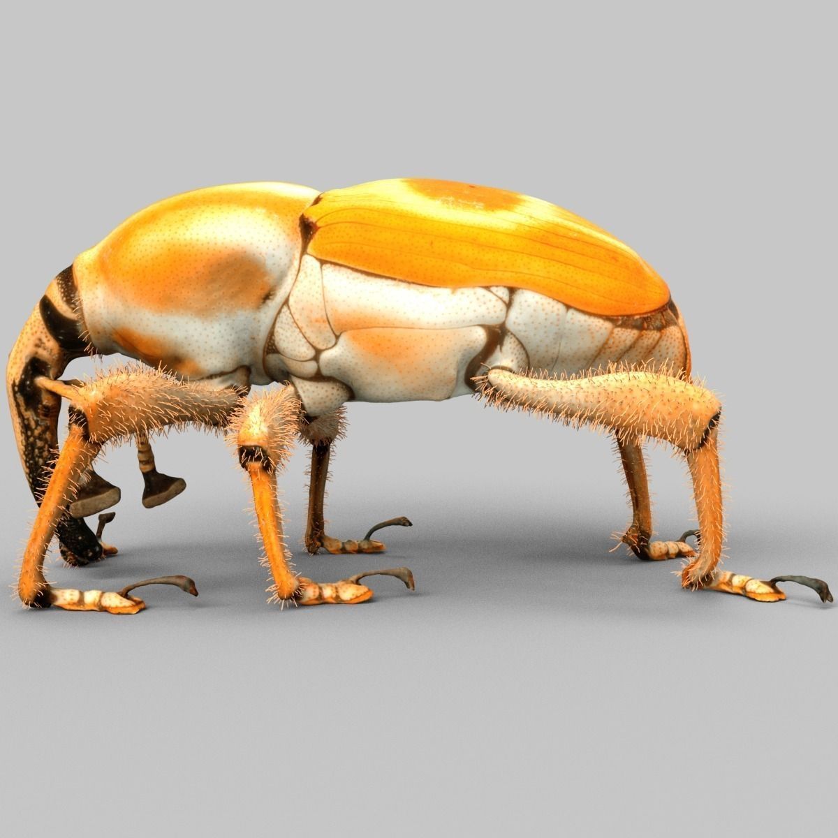 3D model Insect Collection Vol 2 VR / AR / low-poly | CGTrader