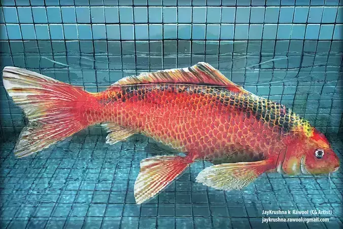 Koi-Fish orange fish swimming in pool 3D model