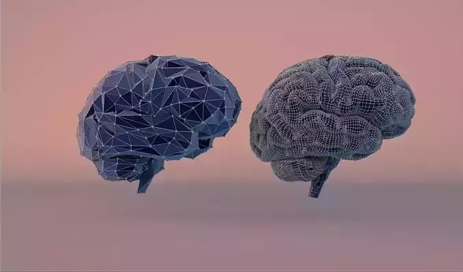 brain two brains 3D model
