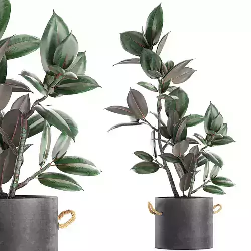 Decorative Ficus tree in pots of concrete for the interior 603