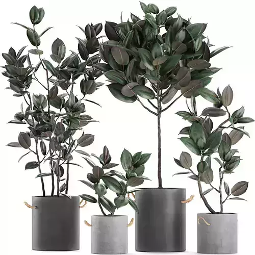 Decorative Ficus tree in pots of concrete for the interior 603