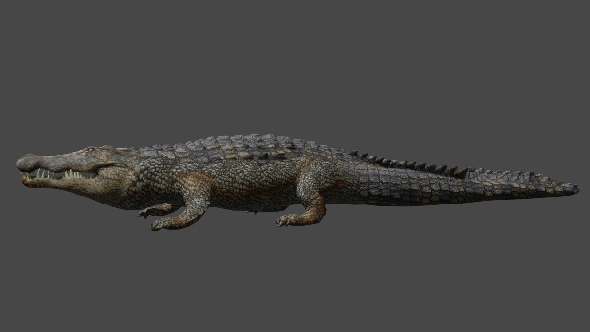Aligator real measure 3D model_7