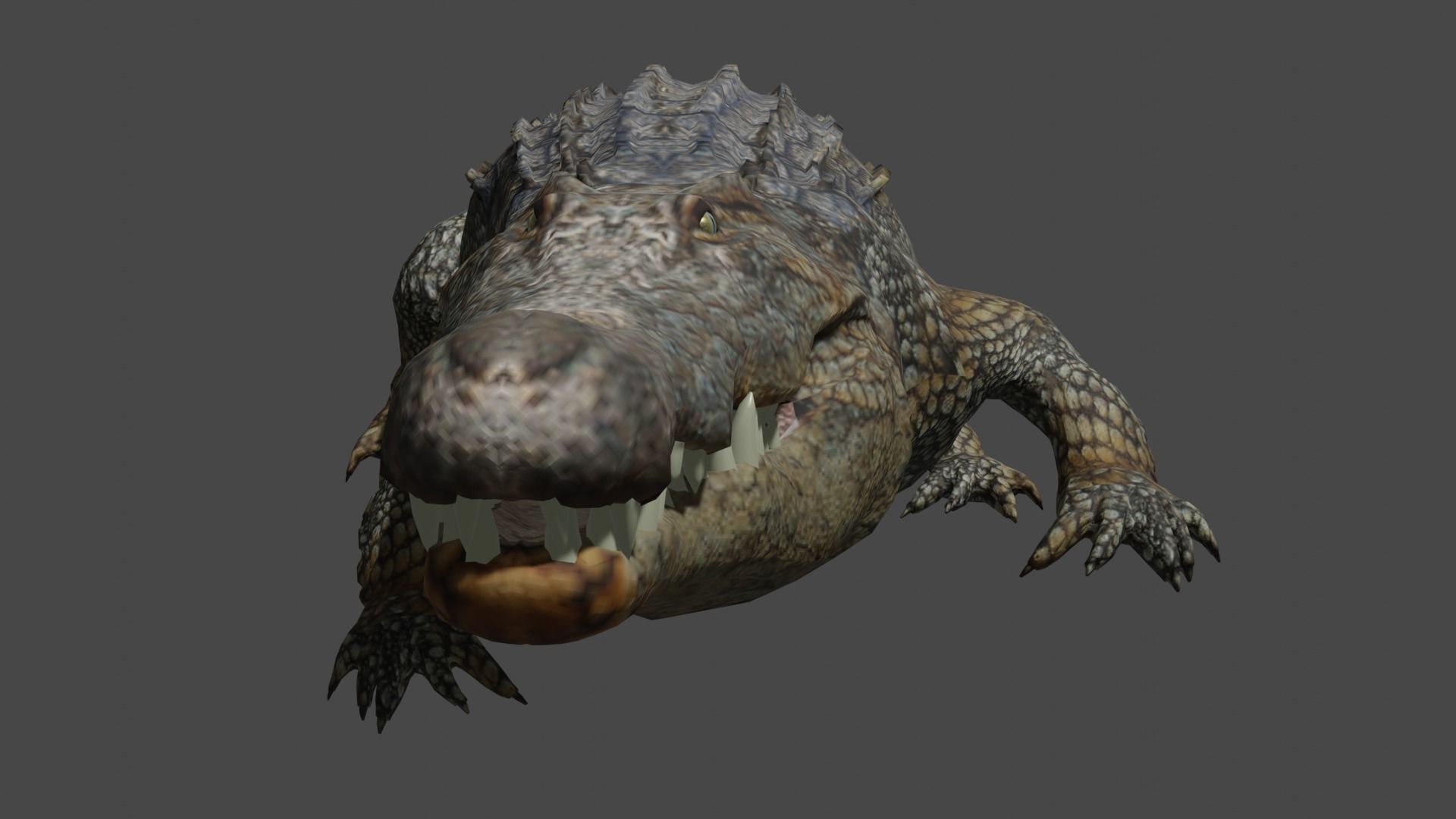 Aligator real measure 3D model_11
