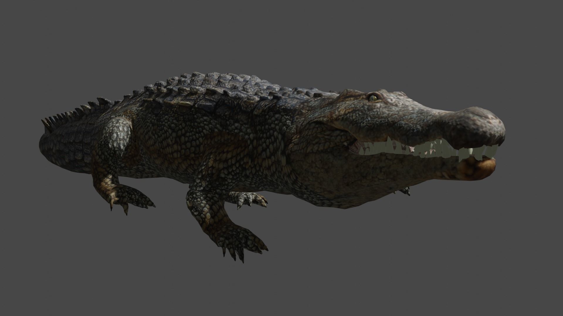 Aligator real measure 3D model_10