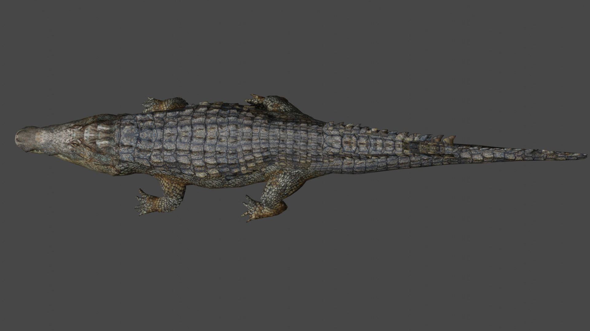 Aligator real measure 3D model_8