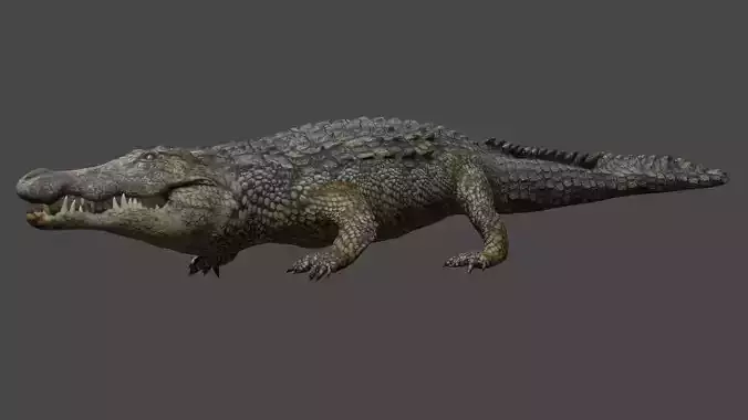 Aligator real measure 3D model