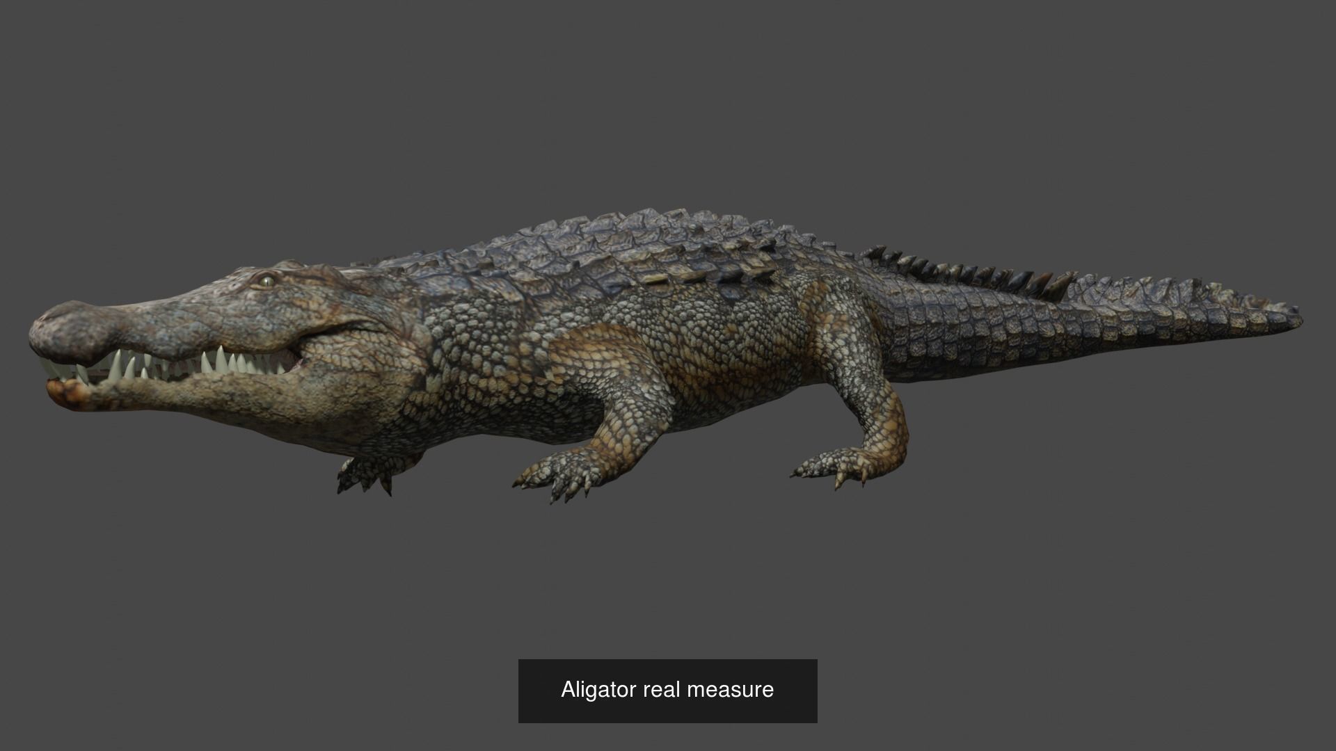 Animals fish with teeth 3D Model Collection_27