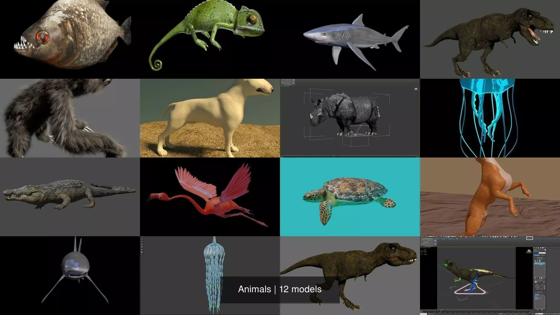 Animals fish with teeth 3D Model Collection_0