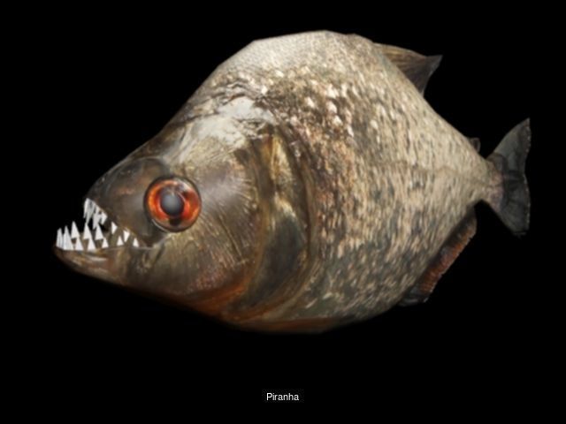 Animals fish with teeth 3D Model Collection_16