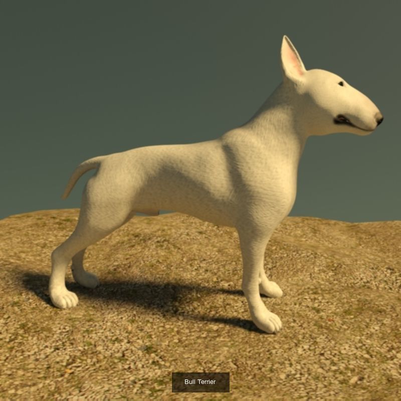 Animals fish with teeth 3D Model Collection_24