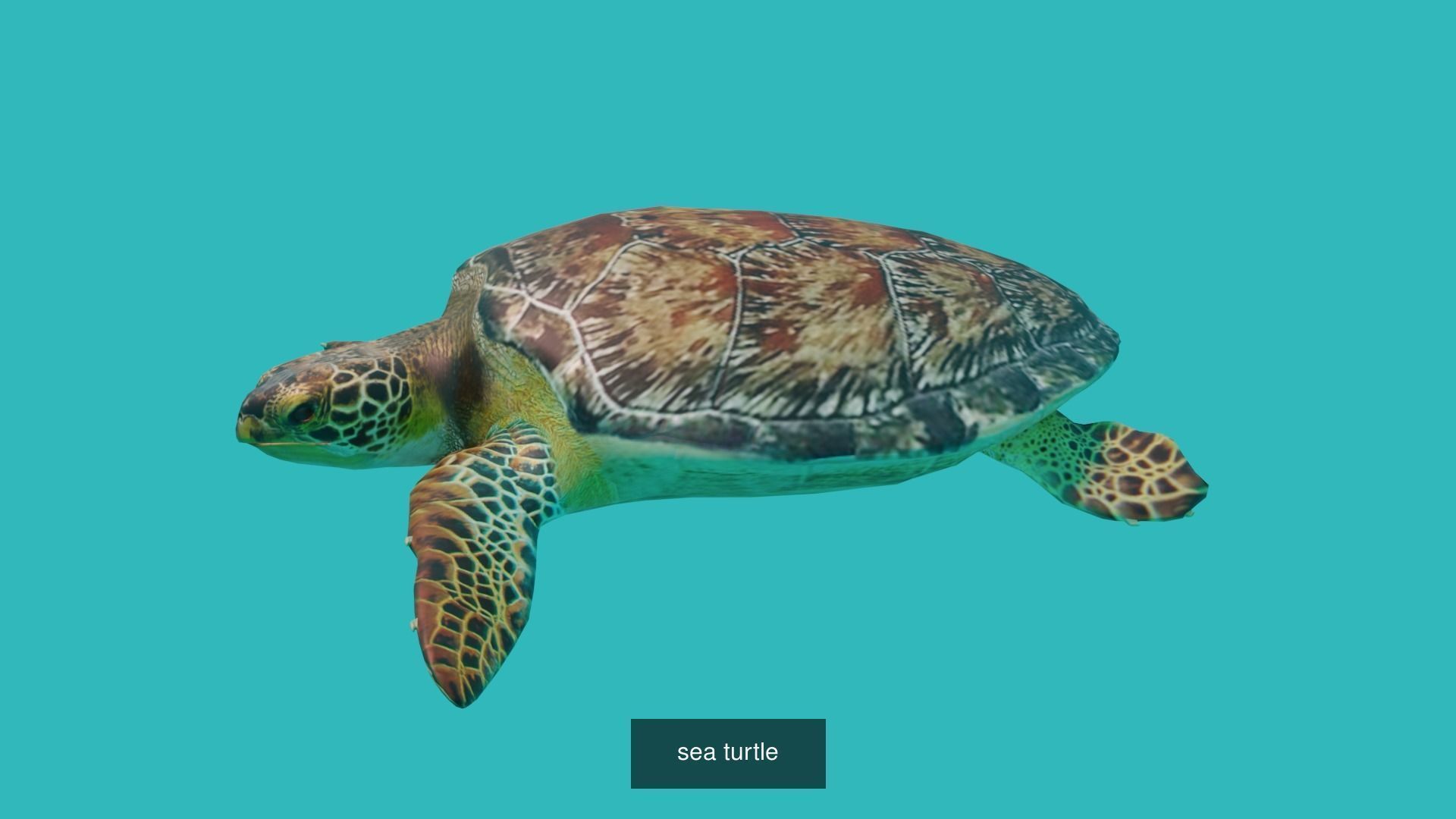 Animals fish with teeth 3D Model Collection_19