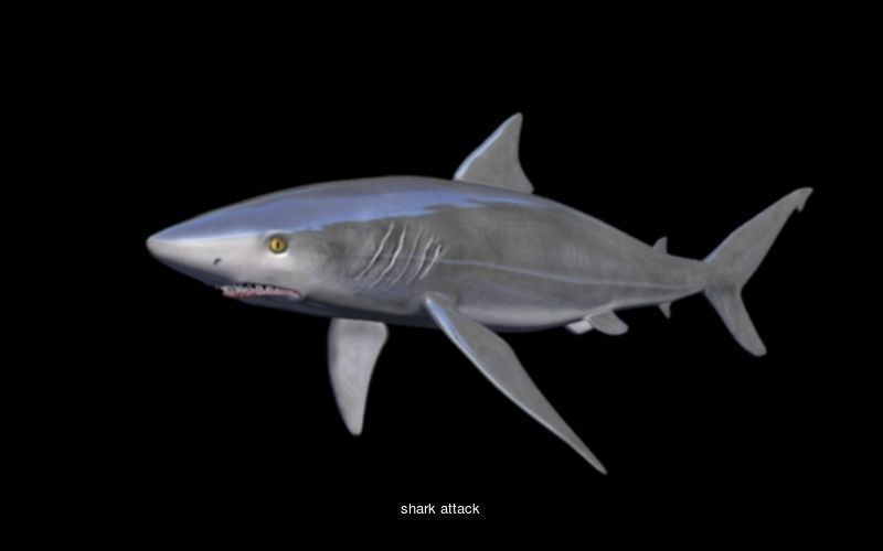 Animals fish with teeth 3D Model Collection_20