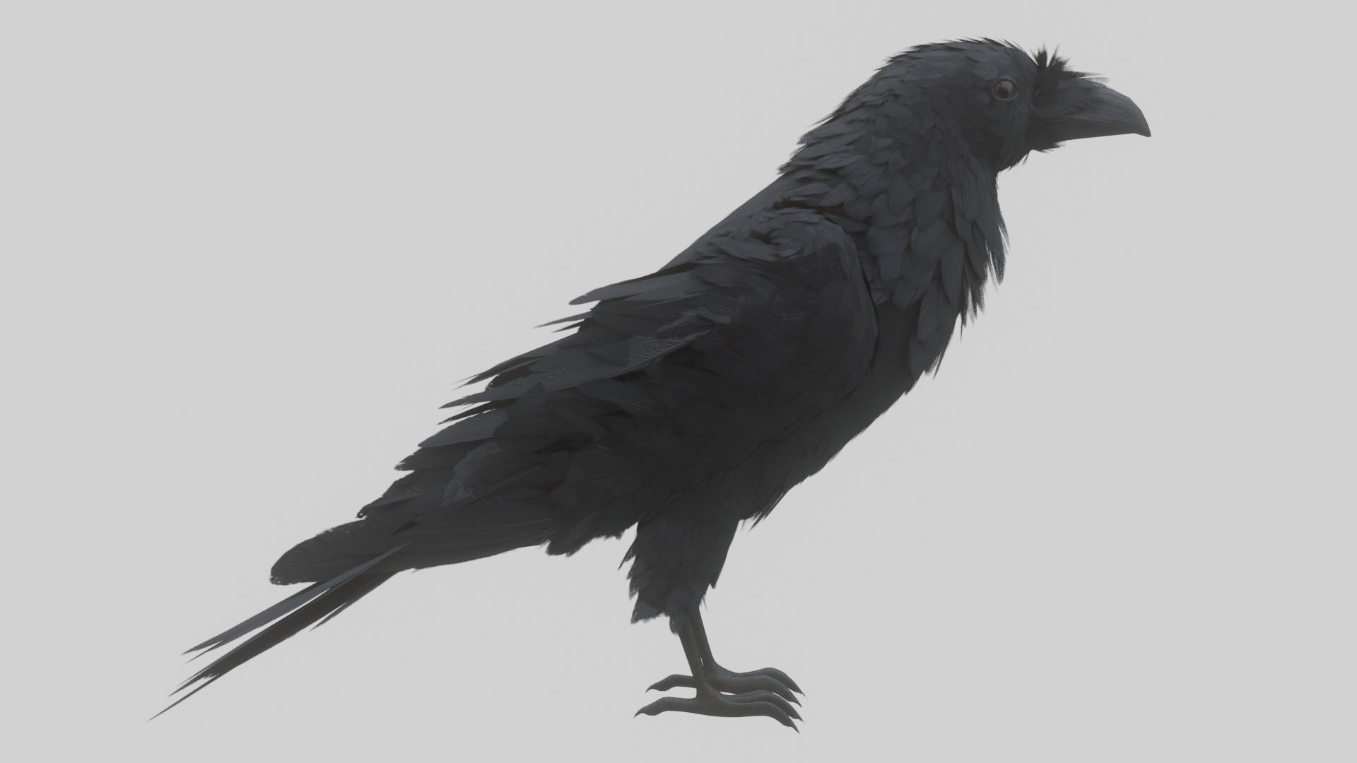 Animated Low Poly Raven Model With PBR Materials Low-poly 3D model_8
