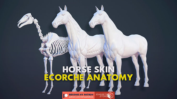 Animal - Horse Anatomy Skin Ecorche Body Base Low-poly 3D model