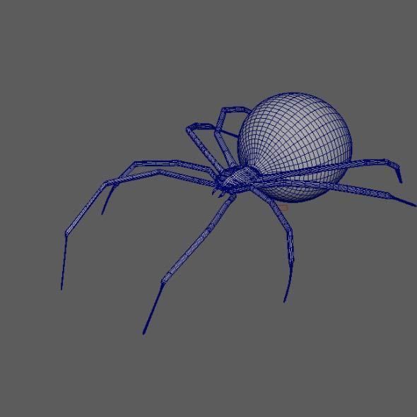 Spider Black Widow 3D model_6