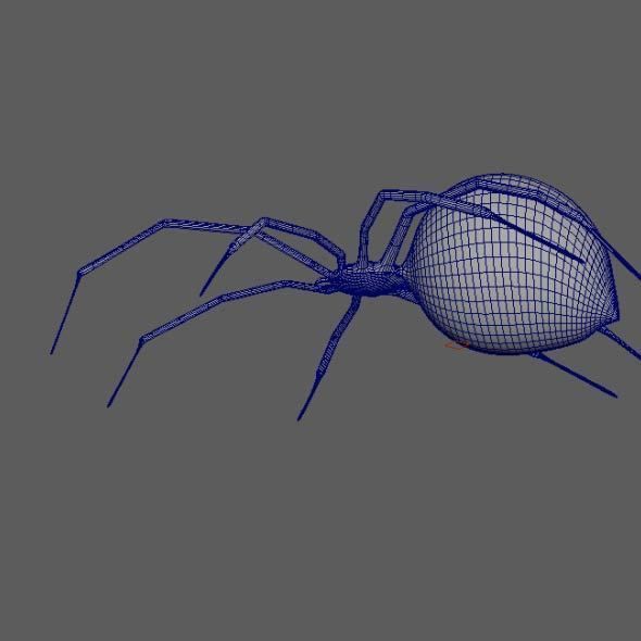 Spider Black Widow 3D model_2
