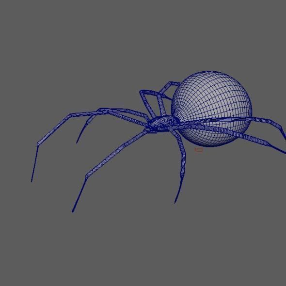 Spider Black Widow 3D model_3