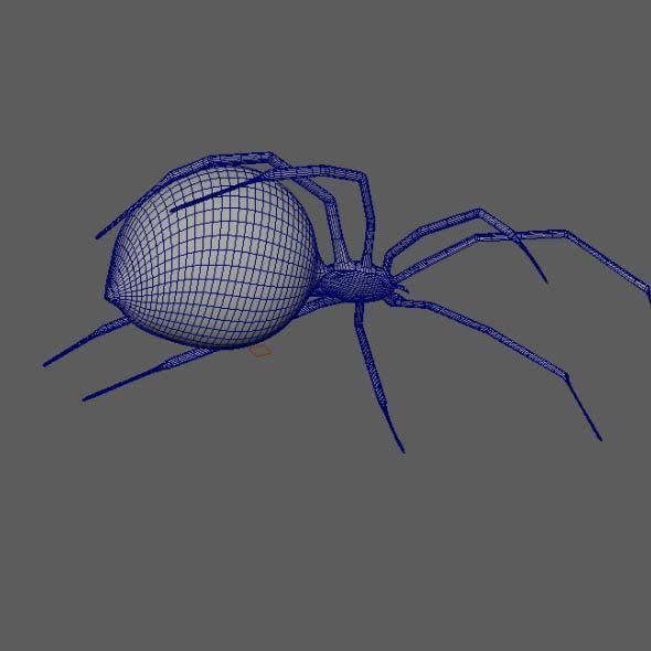 Spider Black Widow 3D model_4