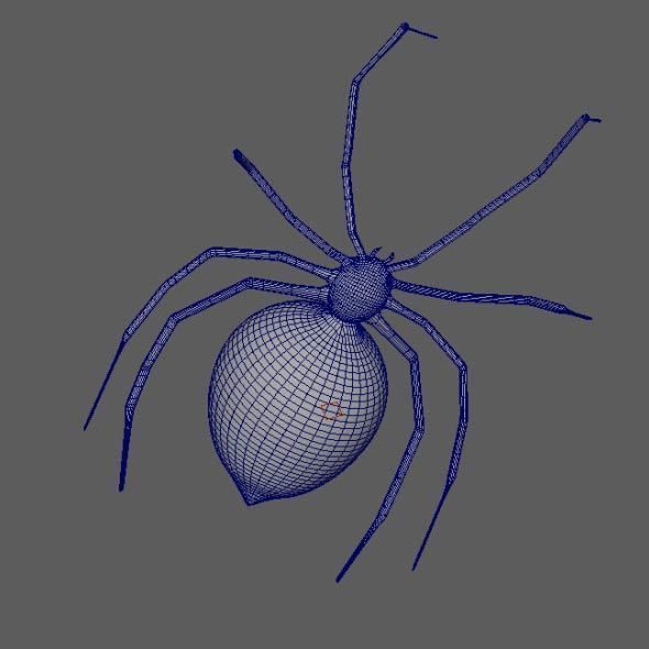 Spider Black Widow 3D model_10
