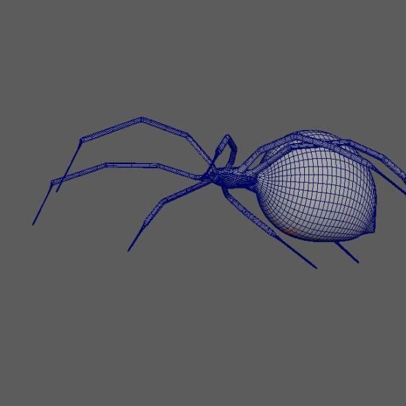 Spider Black Widow 3D model_8