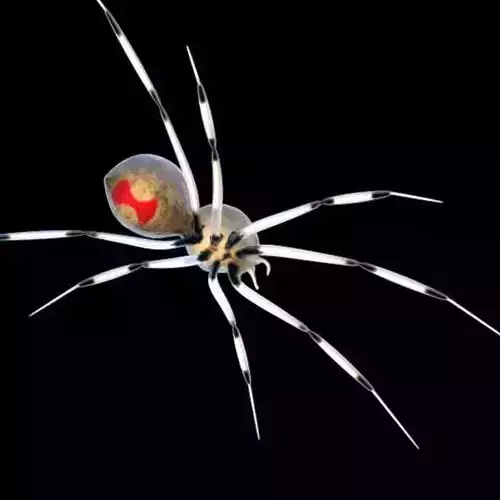 Spider Brown Widow
