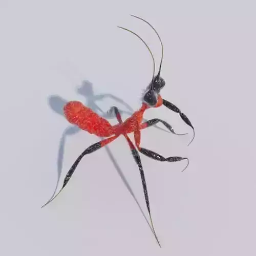 Kung Fu Mantis 3D model