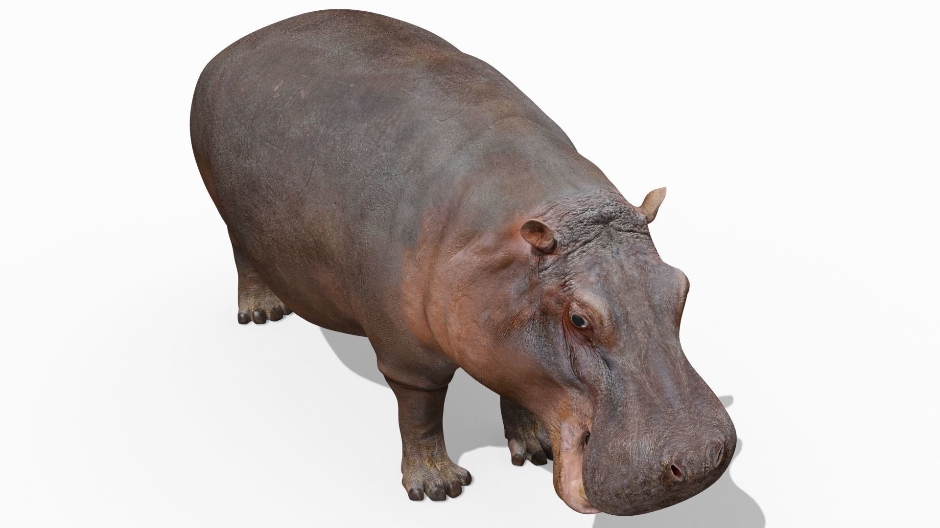 Wild Hippo 8K - Animated 3D model_9