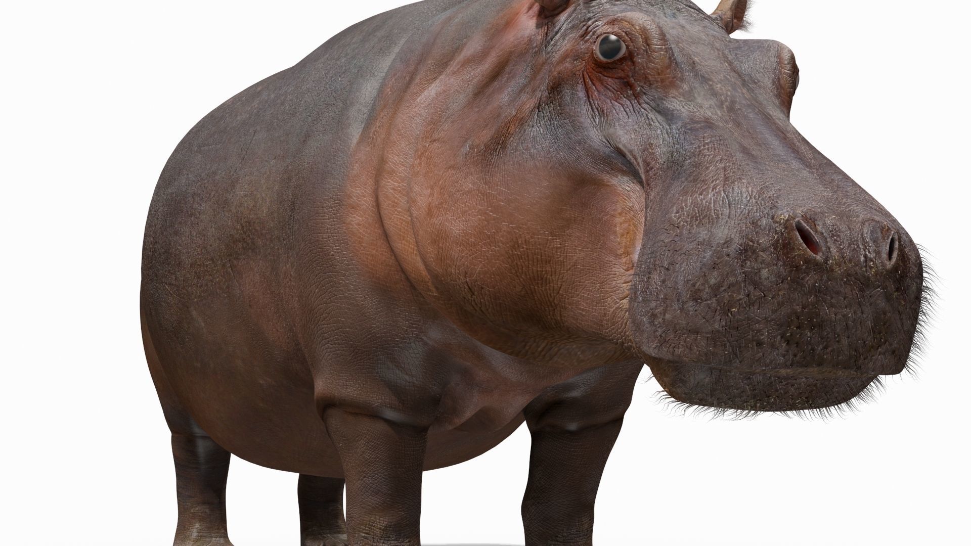 Wild Hippo 8K - Animated 3D model_7