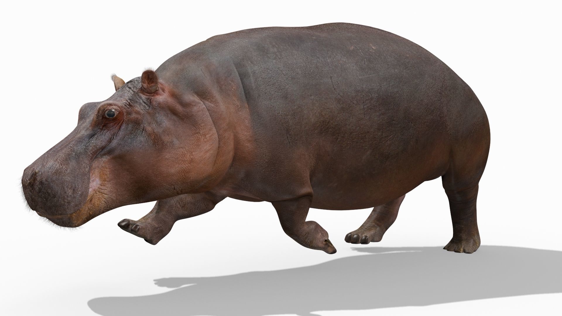 Wild Hippo 8K - Animated 3D model_14