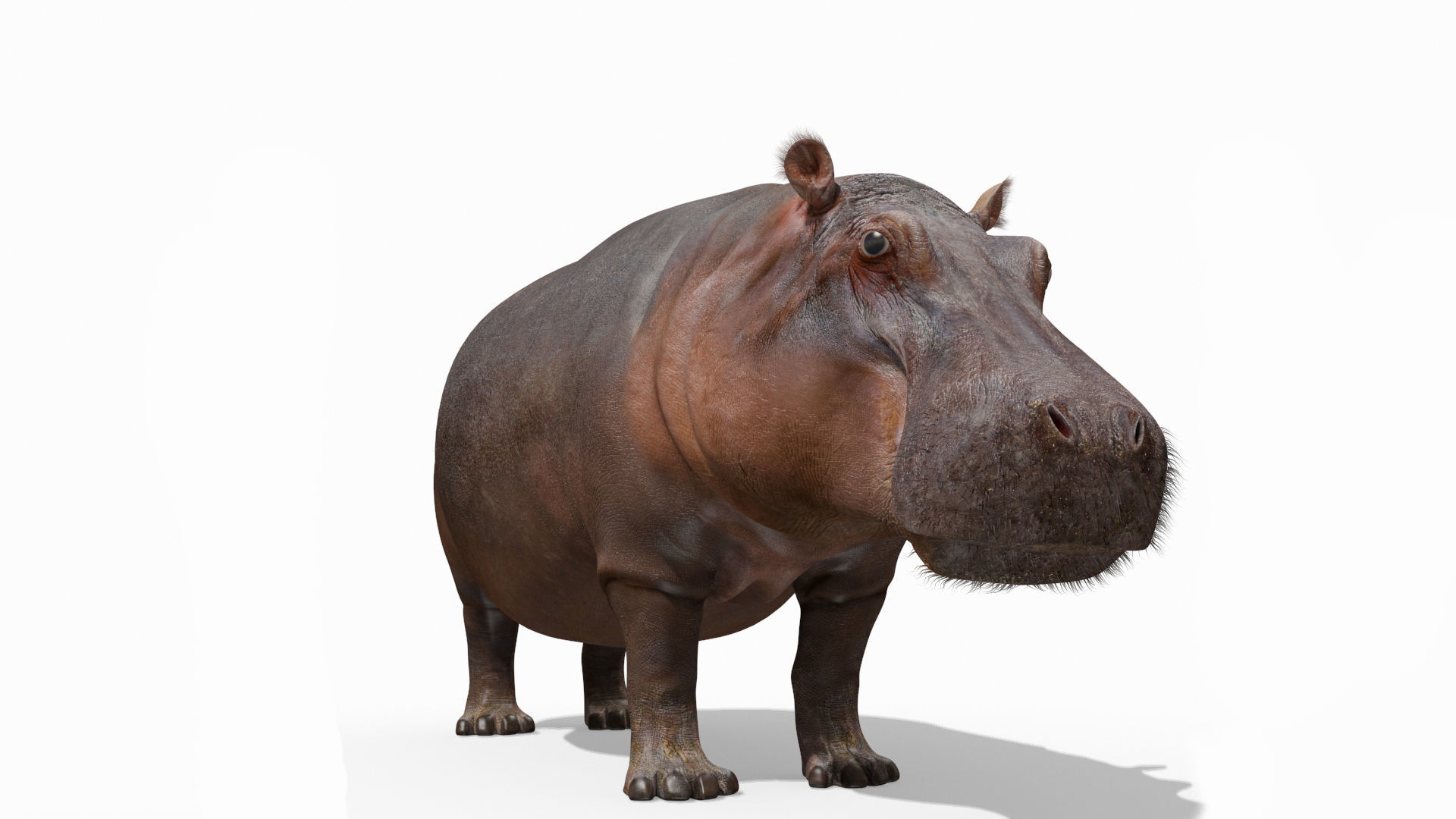 Wild Hippo 8K - Animated 3D model_5