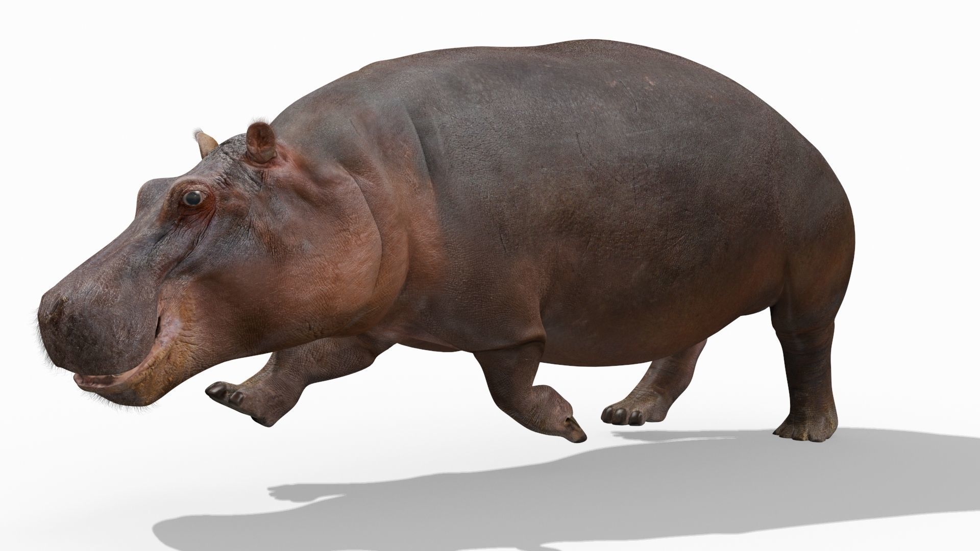 Wild Hippo 8K - Animated 3D model_17