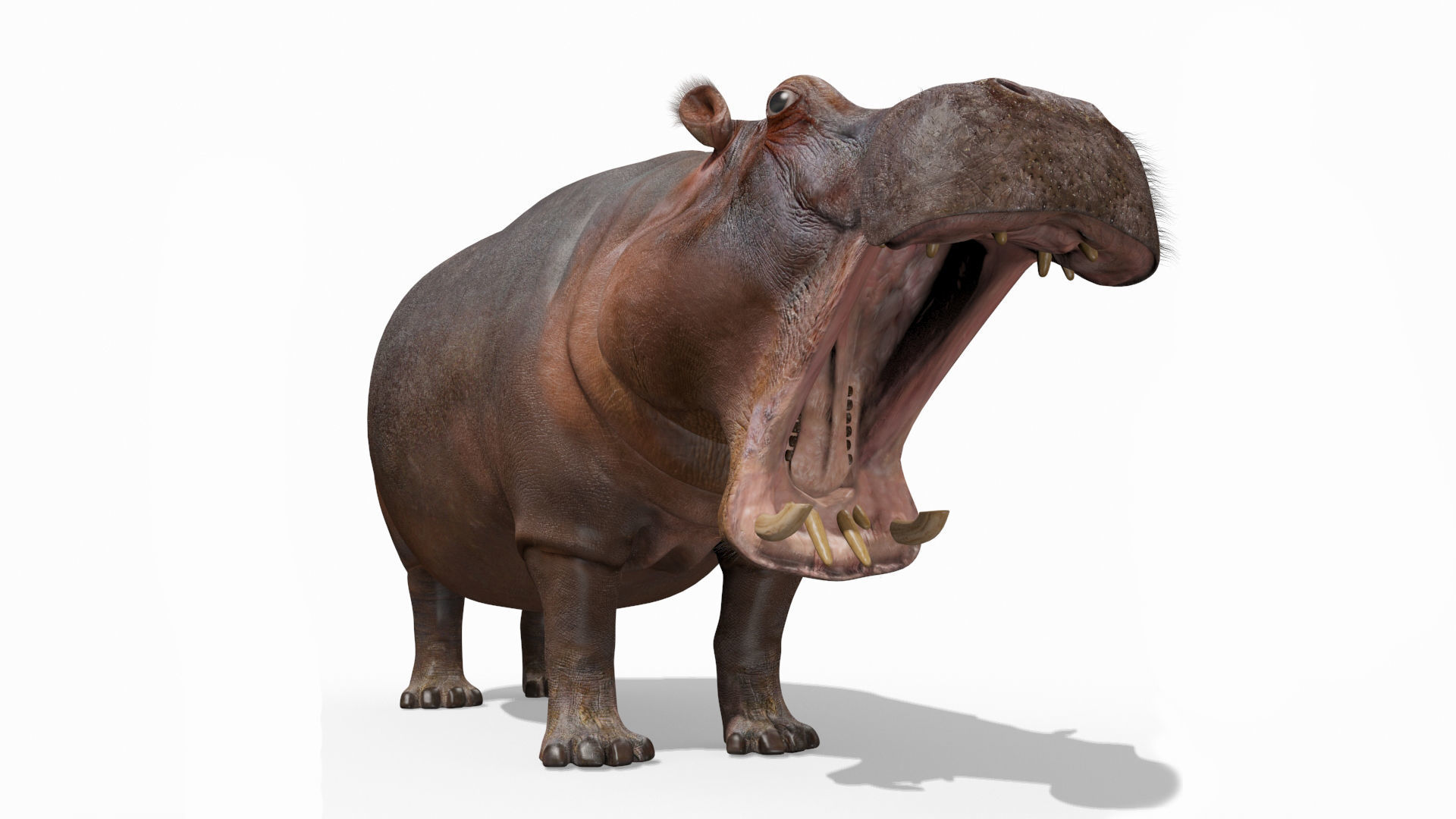 Wild Hippo 8K - Animated 3D model_8
