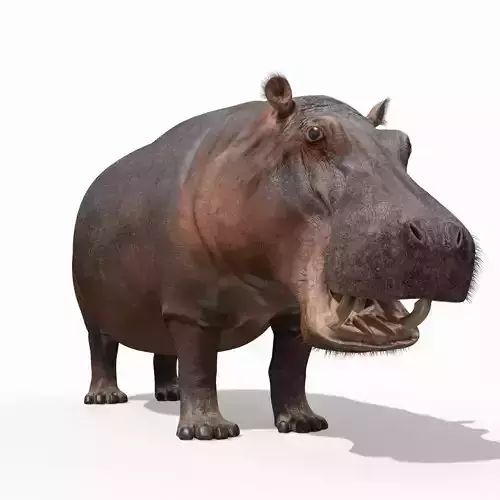 Wild Hippo 8K - Animated 3D model