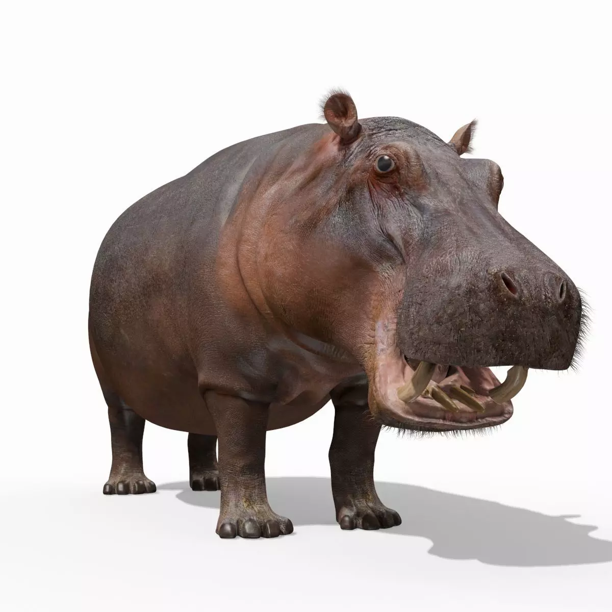 Wild Hippo 8K - Animated 3D model_0