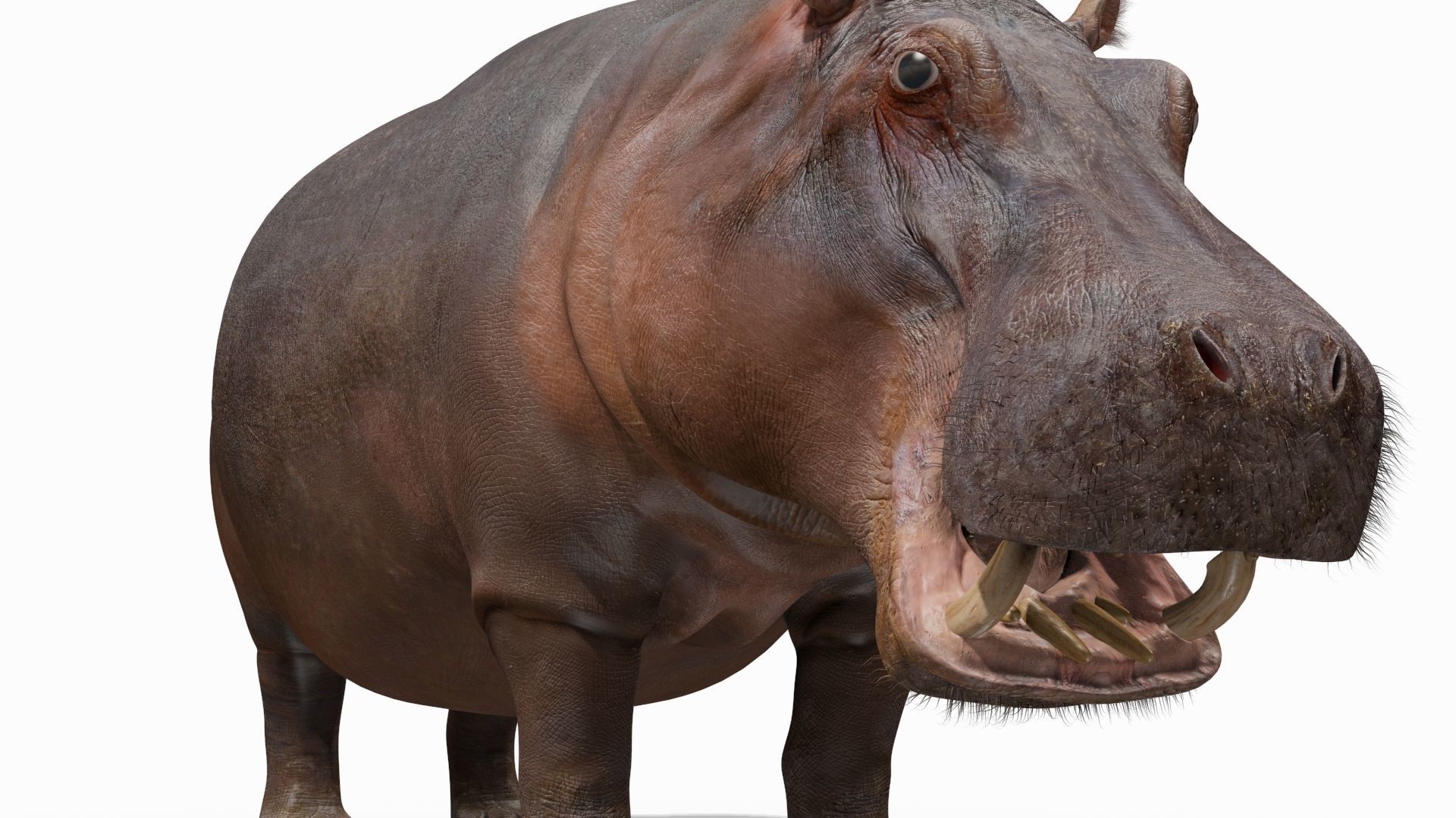 Wild Hippo 8K - Animated 3D model_6