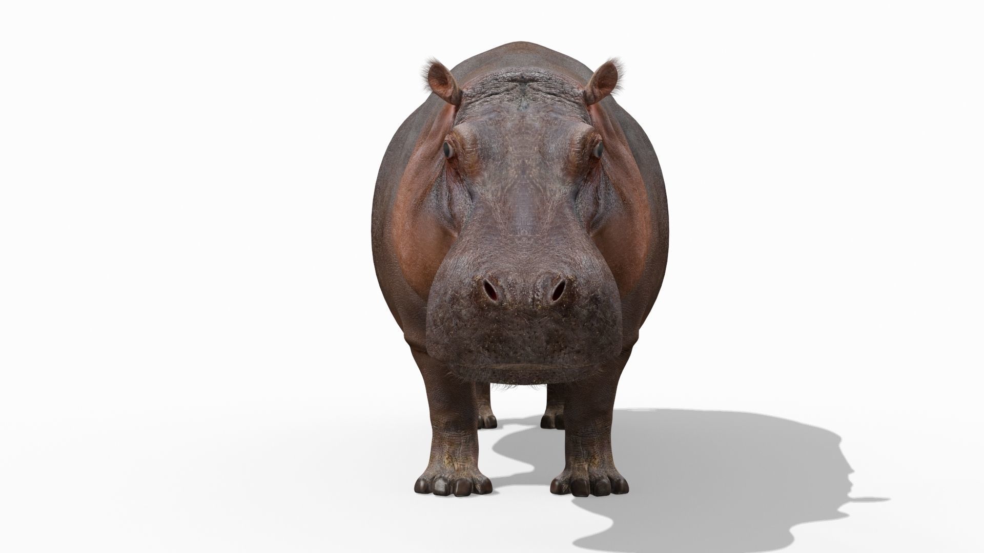 Wild Hippo 8K - Animated 3D model_10