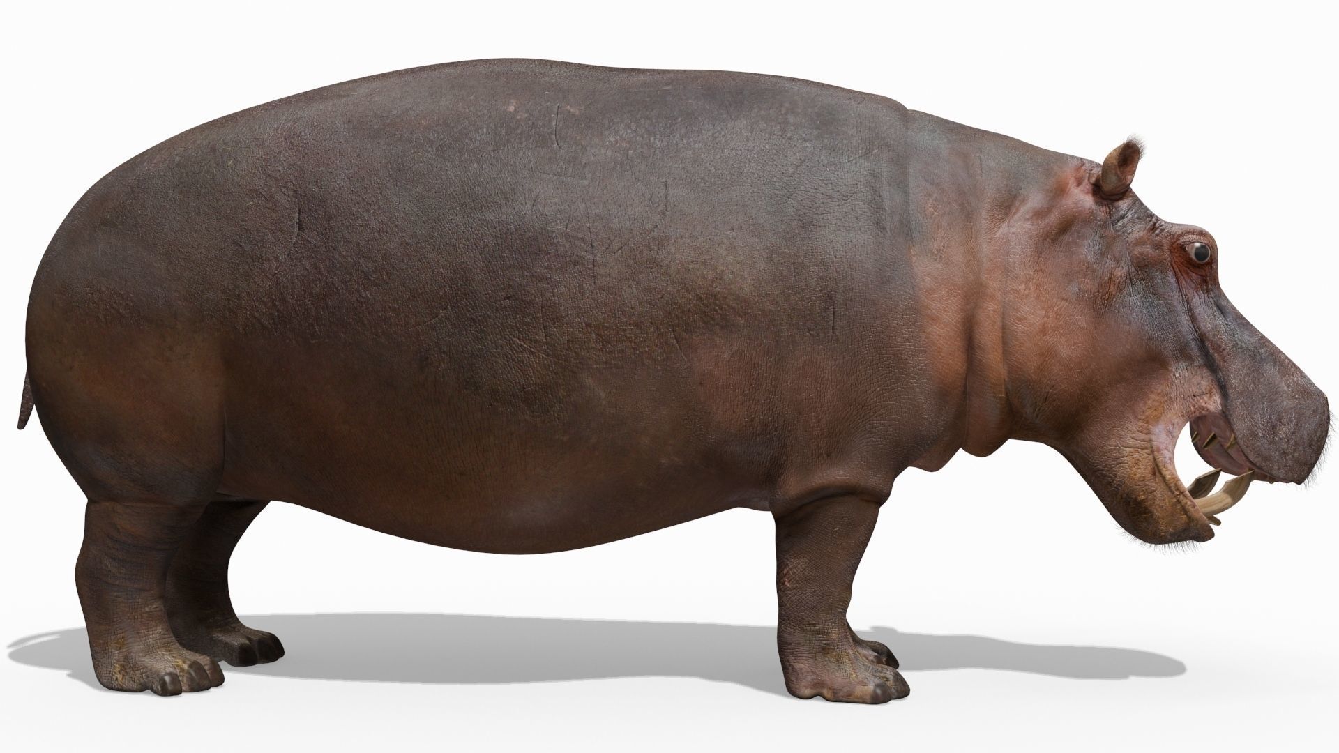 Wild Hippo 8K - Animated 3D model_11