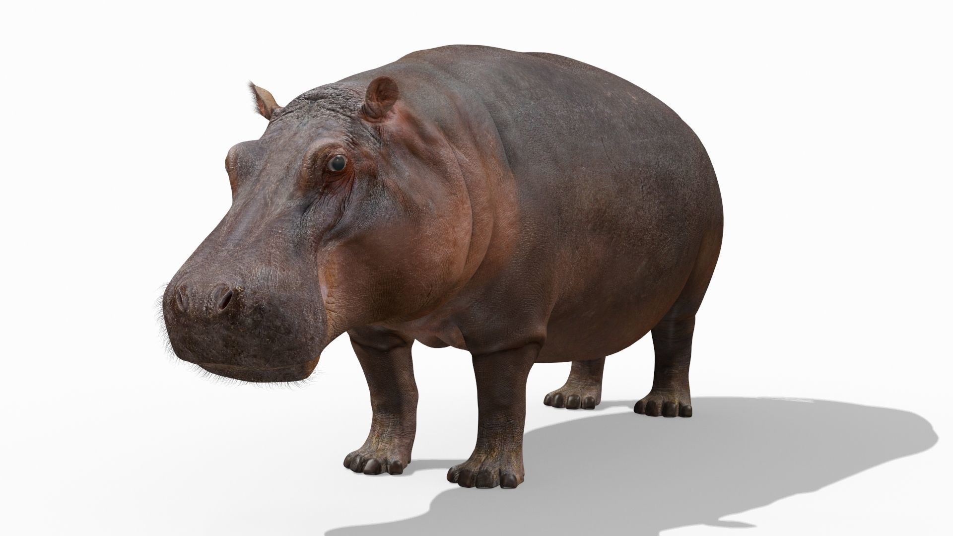 Wild Hippo 8K - Animated 3D model_15