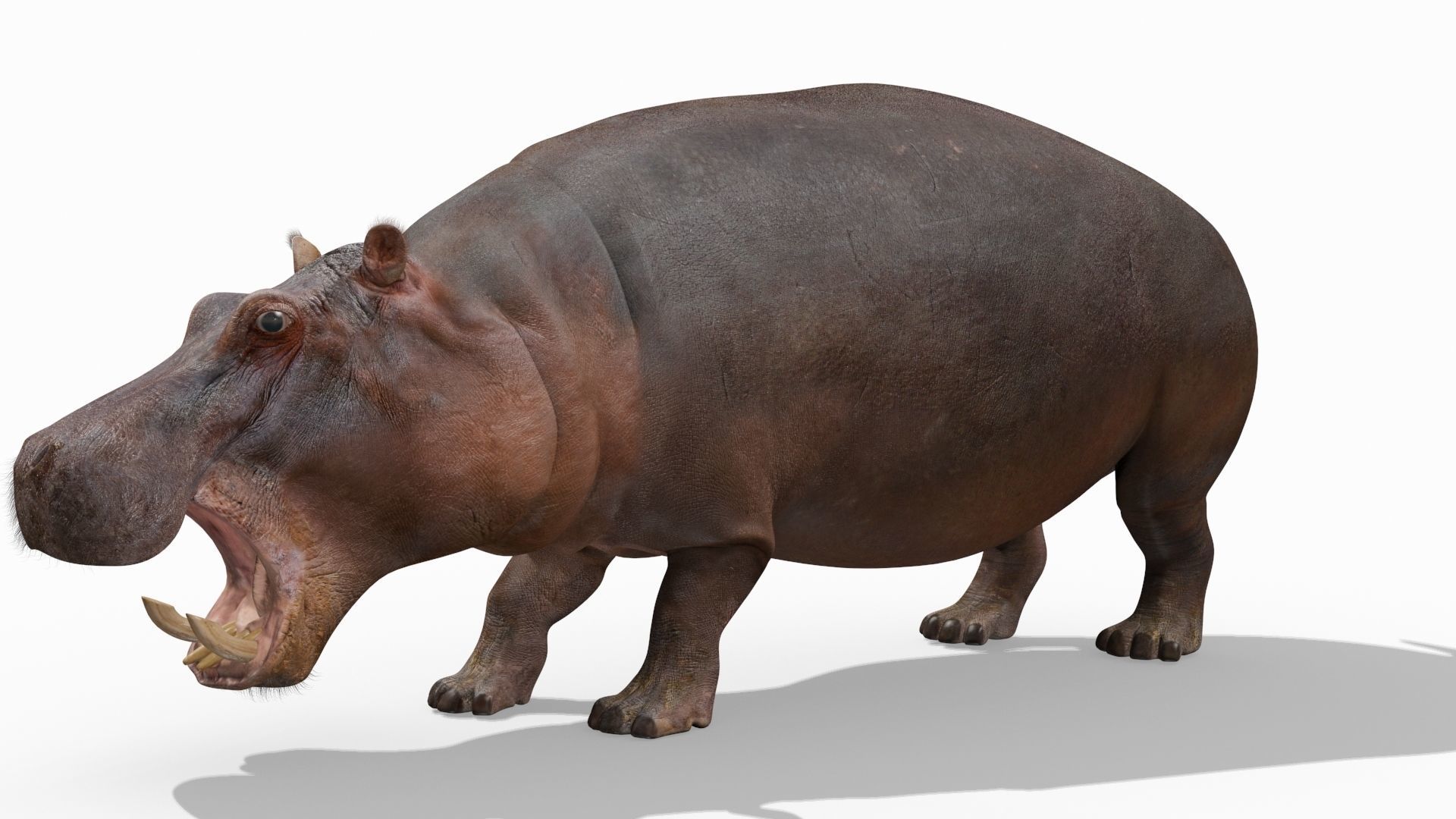 Wild Hippo 8K - Animated 3D model_12
