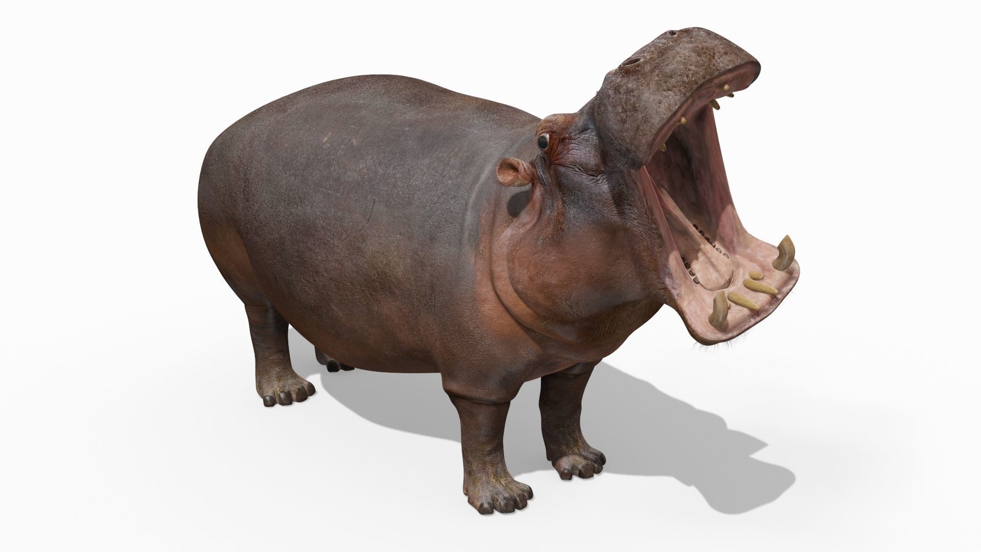 Wild Hippo 8K - Animated 3D model_19