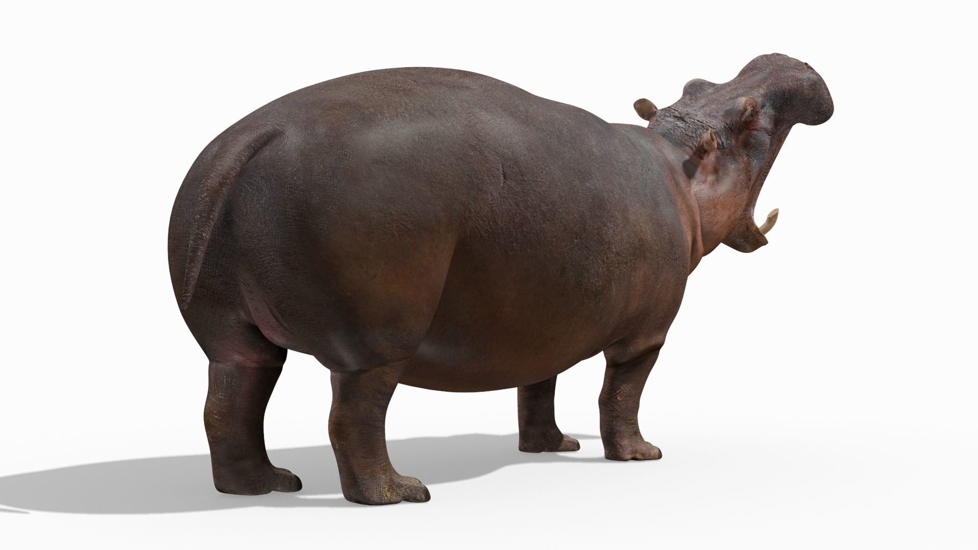 Wild Hippo 8K - Animated 3D model_13